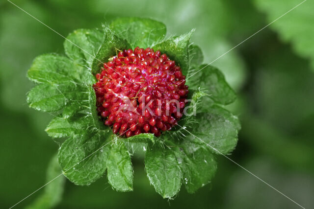 Indian strawberry (Duchesnea indica)