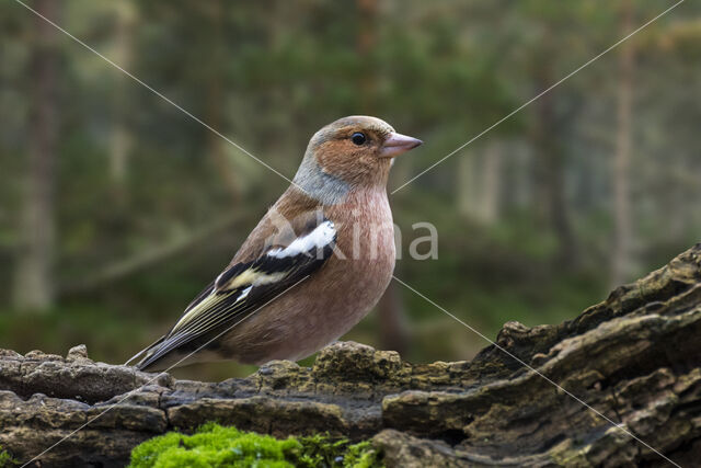 Chaffinch (Fringilla coelebs)