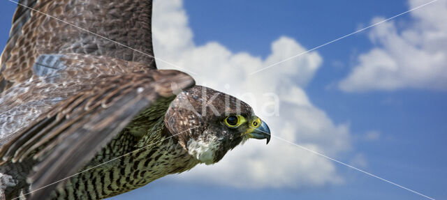 Peregrine Falcon (Falco peregrinus)