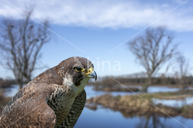 Slechtvalk (Falco peregrinus)