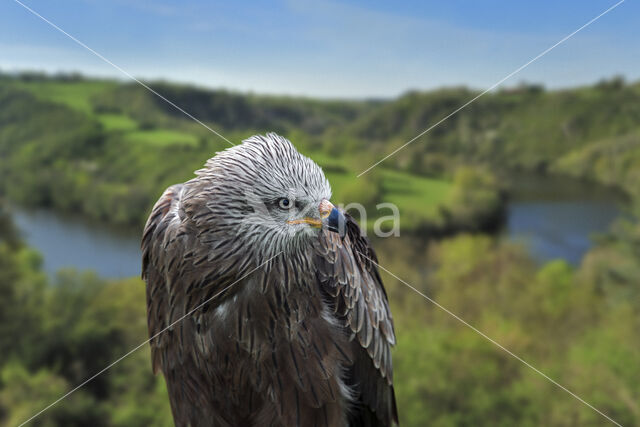 Black Kite (Milvus migrans)