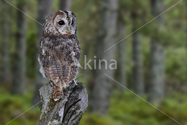 Bosuil (Strix aluco)