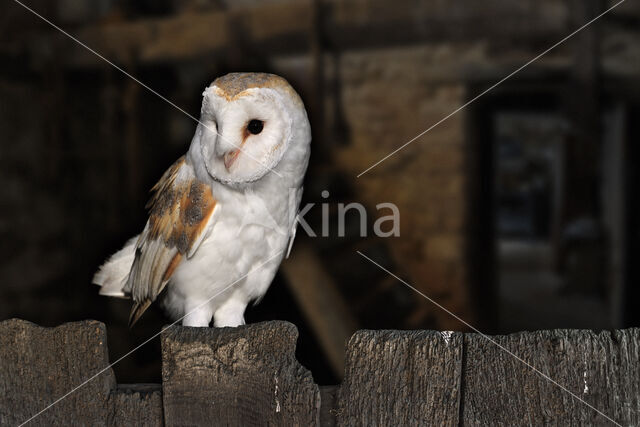 Barn Owl (Tyto alba)