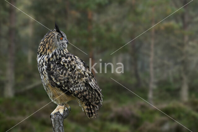 Eurasian Eagle-Owl (Bubo bubo)