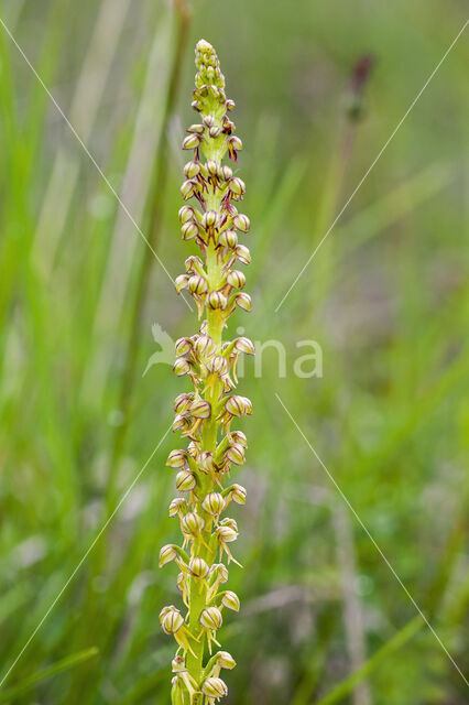Poppenorchis (Aceras anthropophorum)