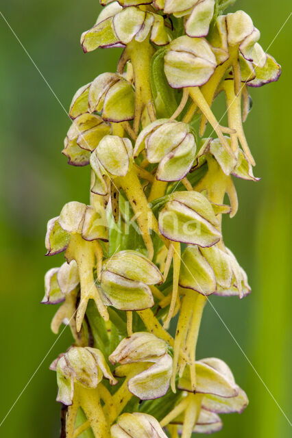 Poppenorchis (Aceras anthropophorum)