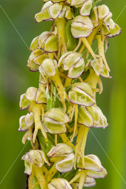 Man Orchid (Aceras anthropophorum)