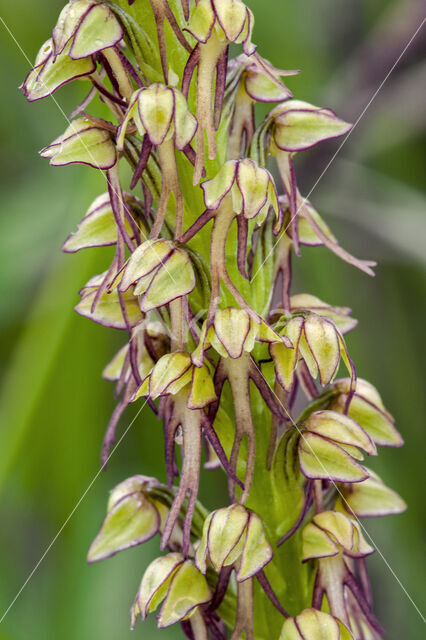 Man Orchid (Aceras anthropophorum)