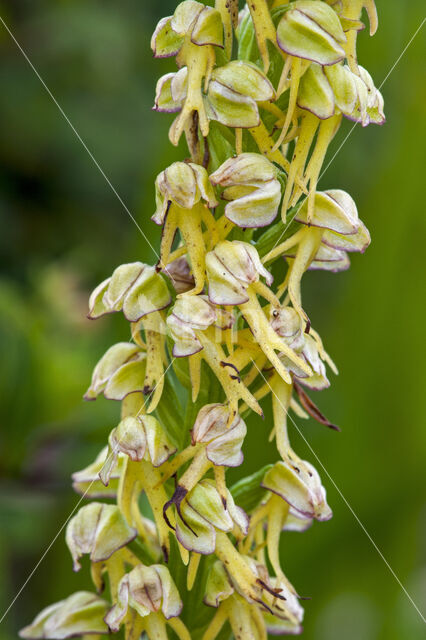 Man Orchid (Aceras anthropophorum)