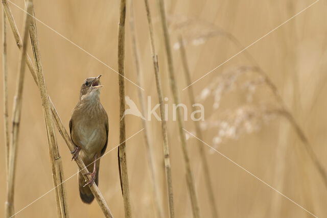 Savi's Warbler (Locustella luscinioides)