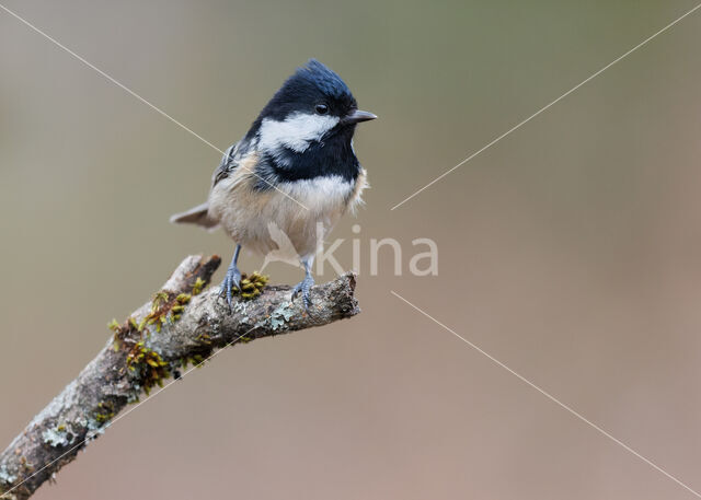 Zwarte Mees (Parus ater)