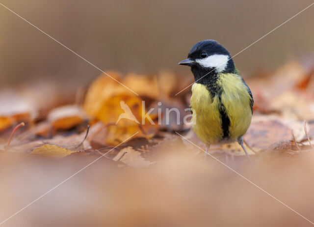 Great Tit (Parus major)