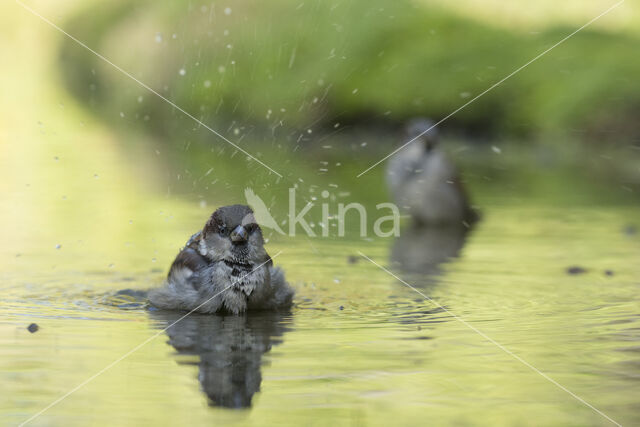 Huismus (Passer domesticus)