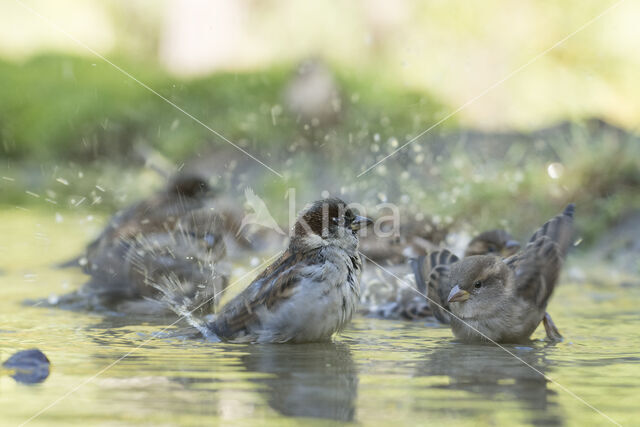 Huismus (Passer domesticus)