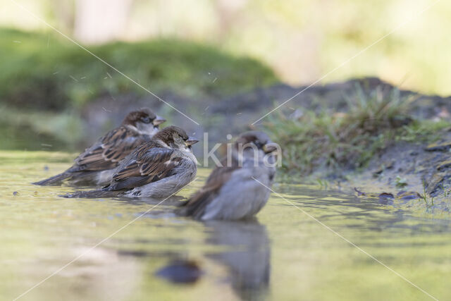 Huismus (Passer domesticus)