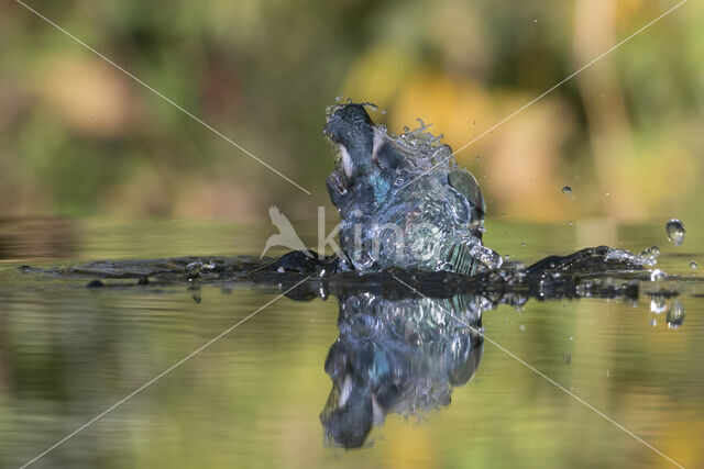 Kingfisher (Alcedo atthis)