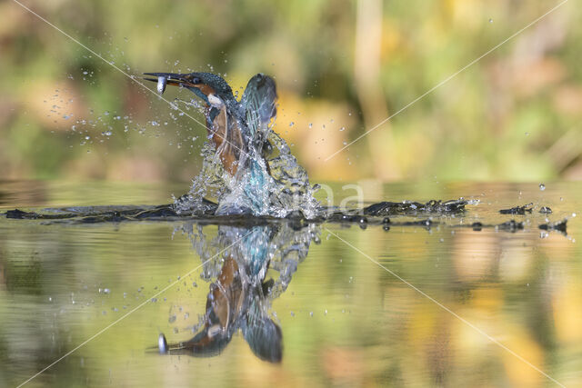 IJsvogel (Alcedo atthis)