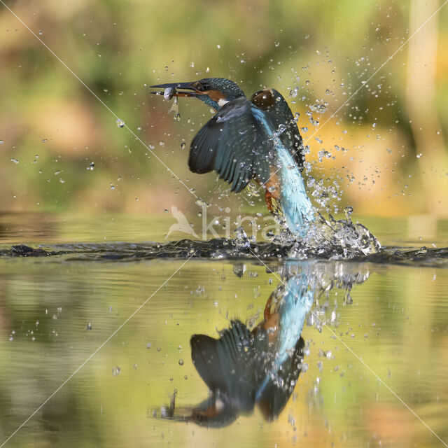 Kingfisher (Alcedo atthis)