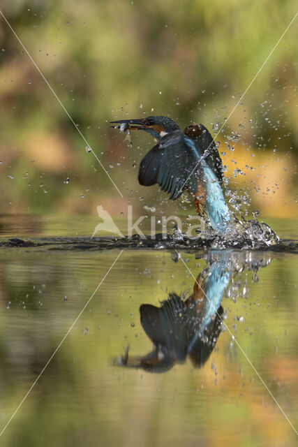 IJsvogel (Alcedo atthis)