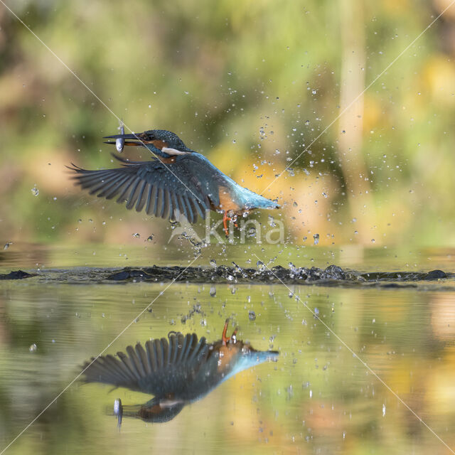 Kingfisher (Alcedo atthis)