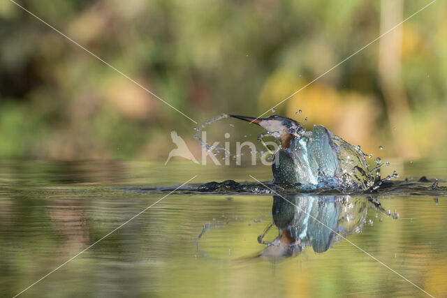 Kingfisher (Alcedo atthis)