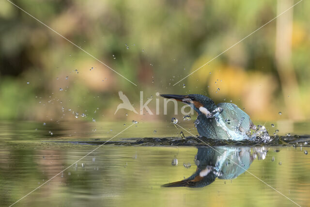 Kingfisher (Alcedo atthis)