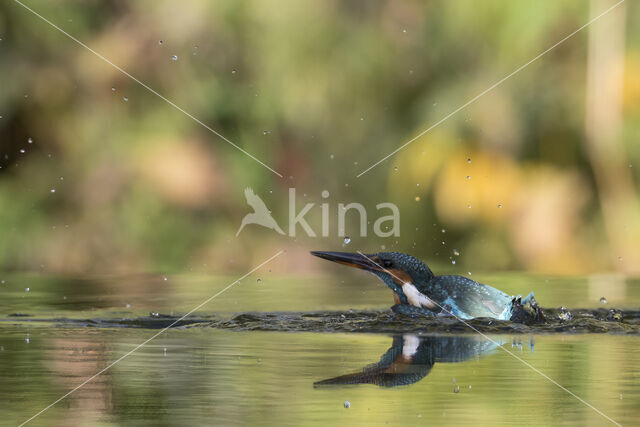 Kingfisher (Alcedo atthis)