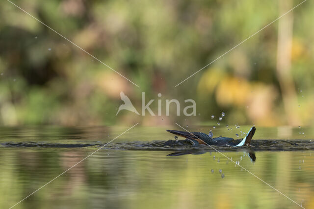 IJsvogel (Alcedo atthis)