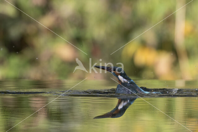 IJsvogel (Alcedo atthis)