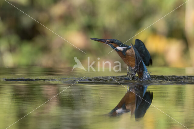 Kingfisher (Alcedo atthis)