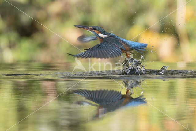 Kingfisher (Alcedo atthis)