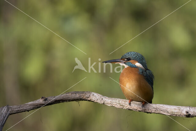 Kingfisher (Alcedo atthis)