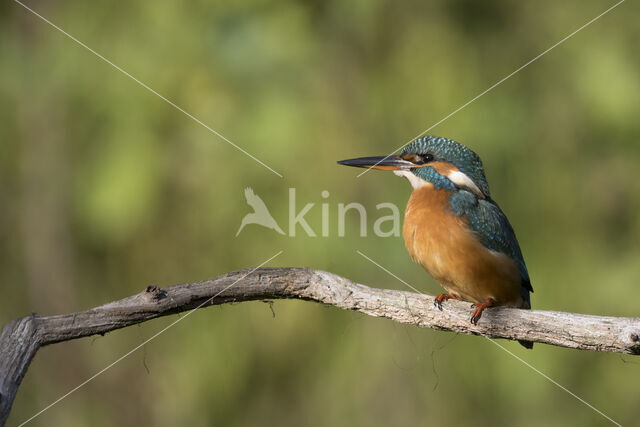 IJsvogel (Alcedo atthis)