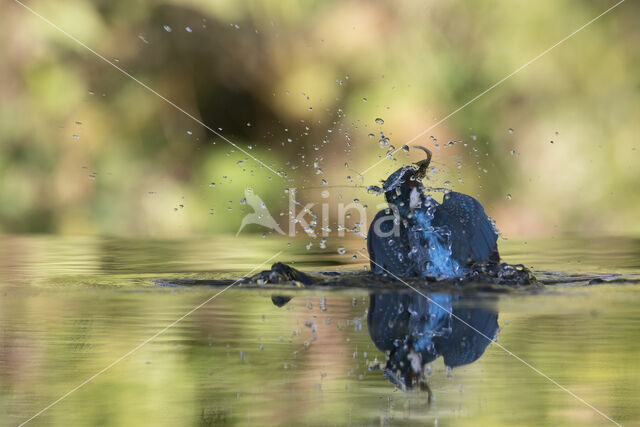 IJsvogel (Alcedo atthis)