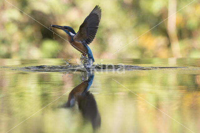 IJsvogel (Alcedo atthis)