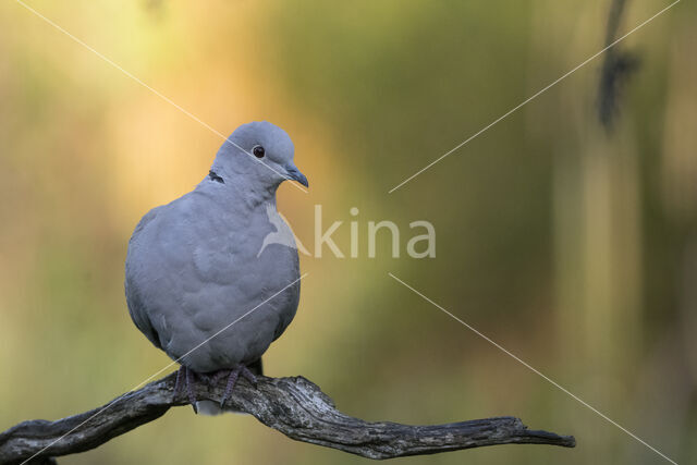 Collared Turtle Dove (Streptopelia decaocto)