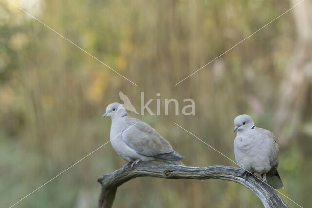 Collared Turtle Dove (Streptopelia decaocto)