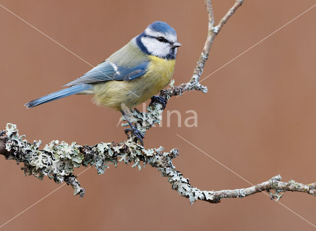 Blue Tit (Parus caeruleus)