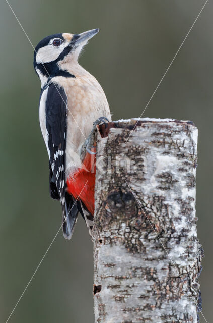 Grote Bonte Specht (Dendrocopos major)