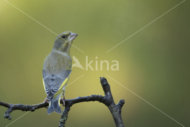 Groenling (Carduelis chloris)