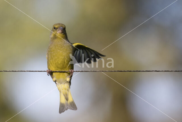 Groenling (Carduelis chloris)