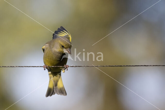 European Greenfinch (Carduelis chloris)