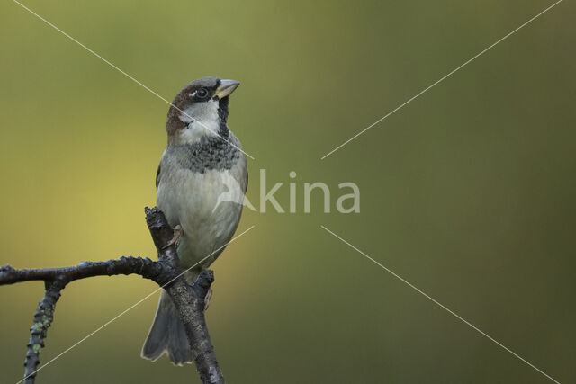 Huismus (Passer domesticus)