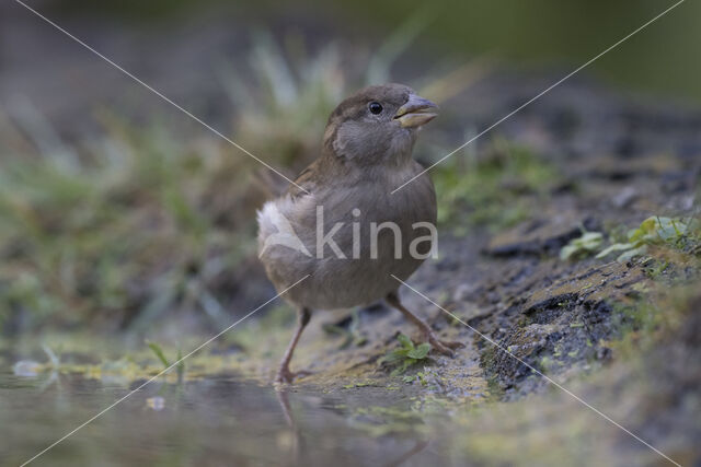 Huismus (Passer domesticus)