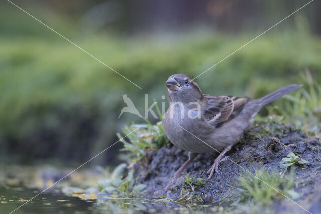 Huismus (Passer domesticus)