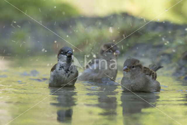 Huismus (Passer domesticus)