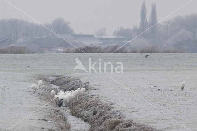 Grote zilverreiger (Casmerodius albus)