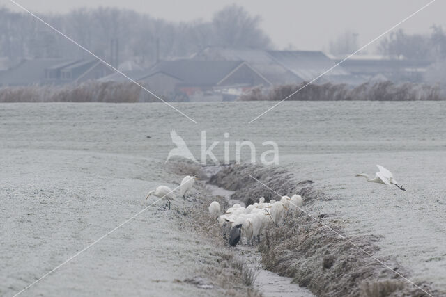 Grote zilverreiger (Casmerodius albus)