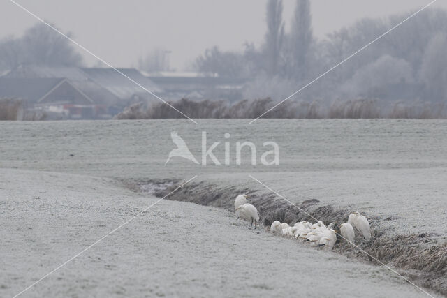 Grote zilverreiger (Casmerodius albus)