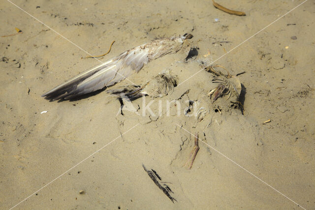 gull (Larus spec.)